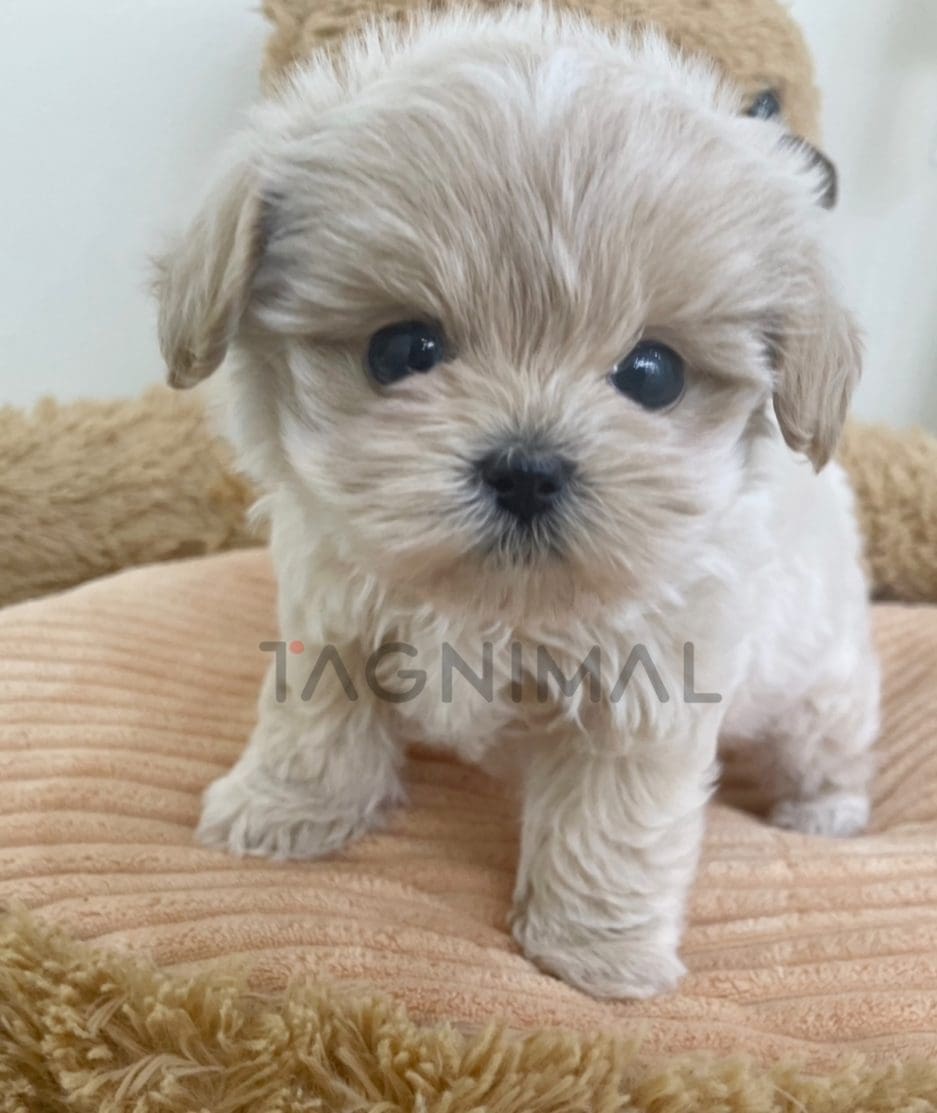 Maltipoo puppy for sale, dog for sale at Tagnimal