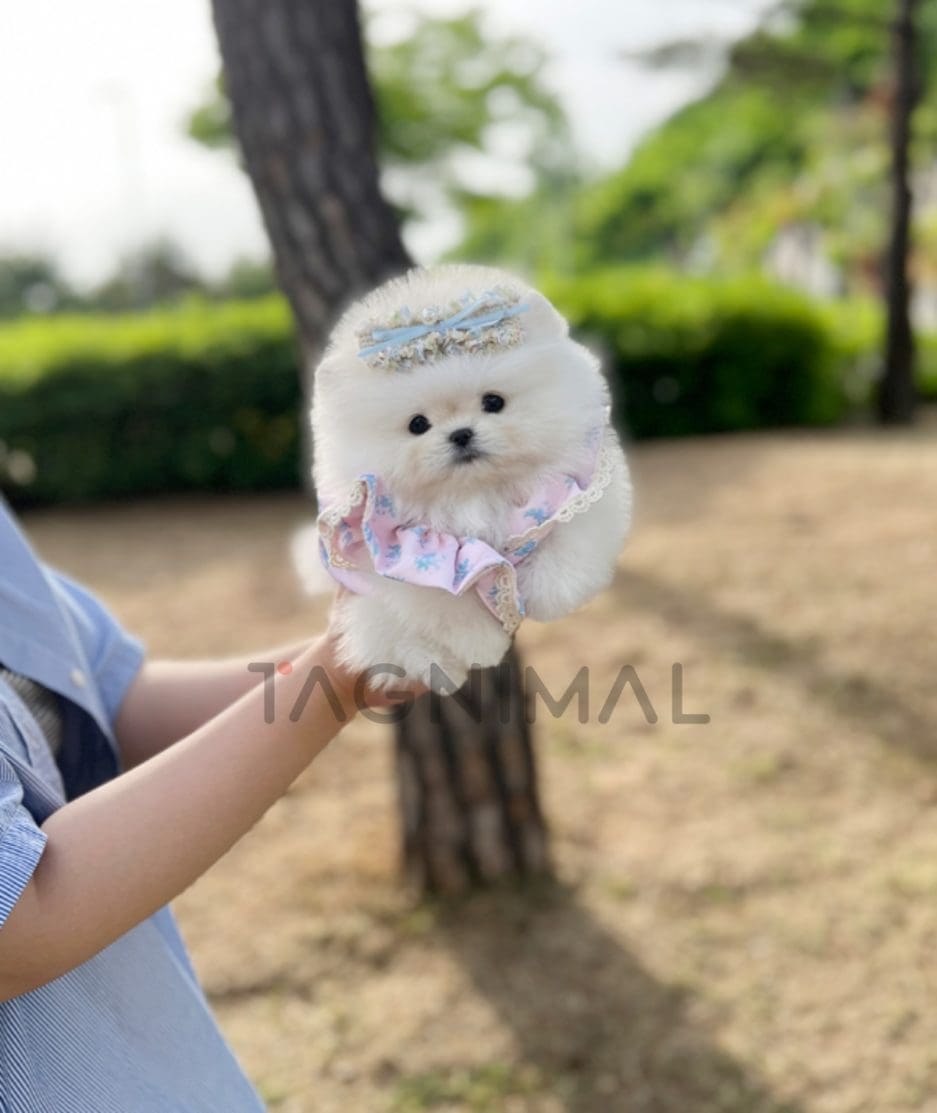 Pomeranian puppy for sale, dog for sale at Tagnimal