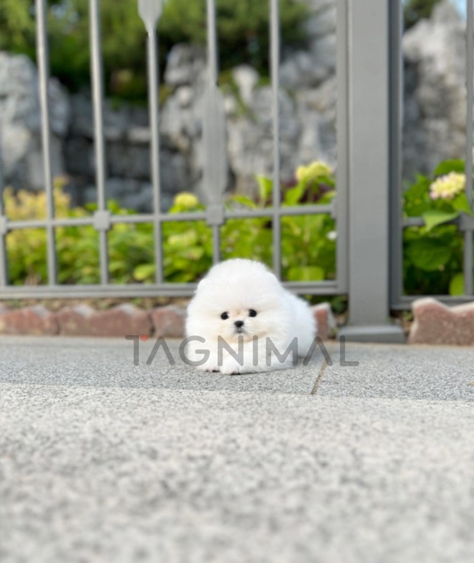 Pomeranian puppy for sale, dog for sale at Tagnimal