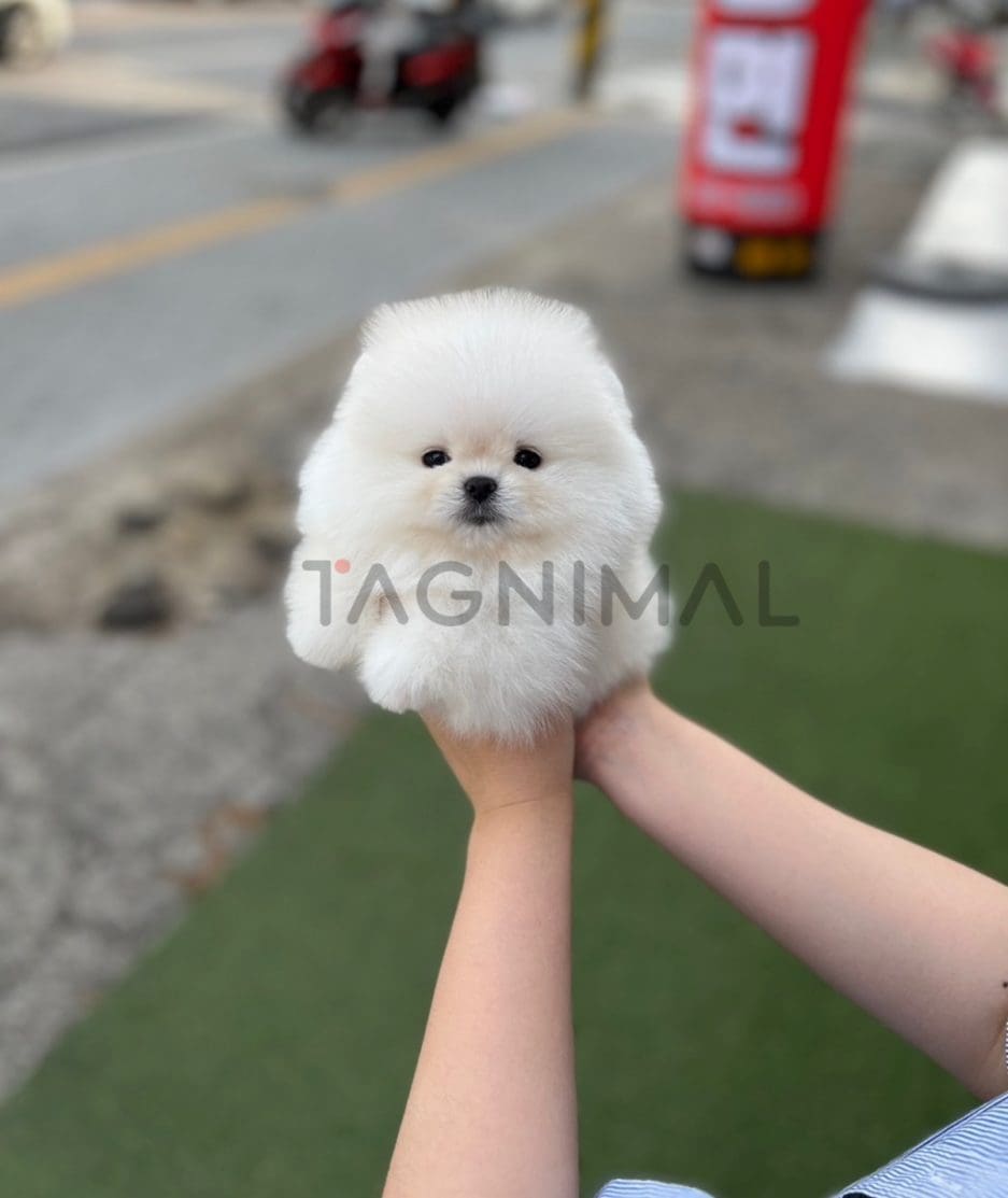 Pomeranian puppy for sale, dog for sale at Tagnimal