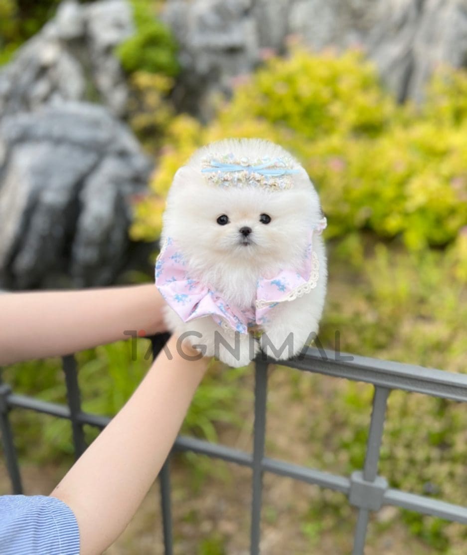 Pomeranian puppy for sale, dog for sale at Tagnimal