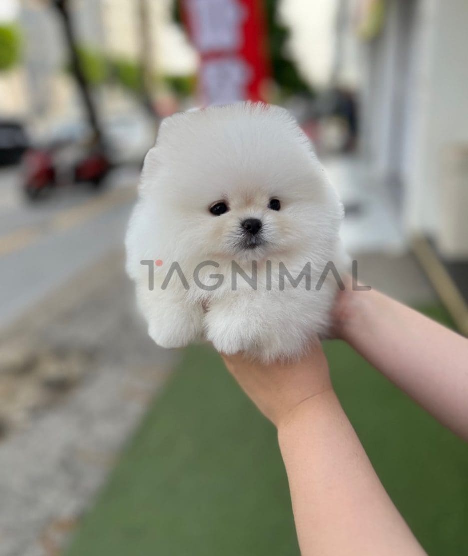 Pomeranian puppy for sale, dog for sale at Tagnimal