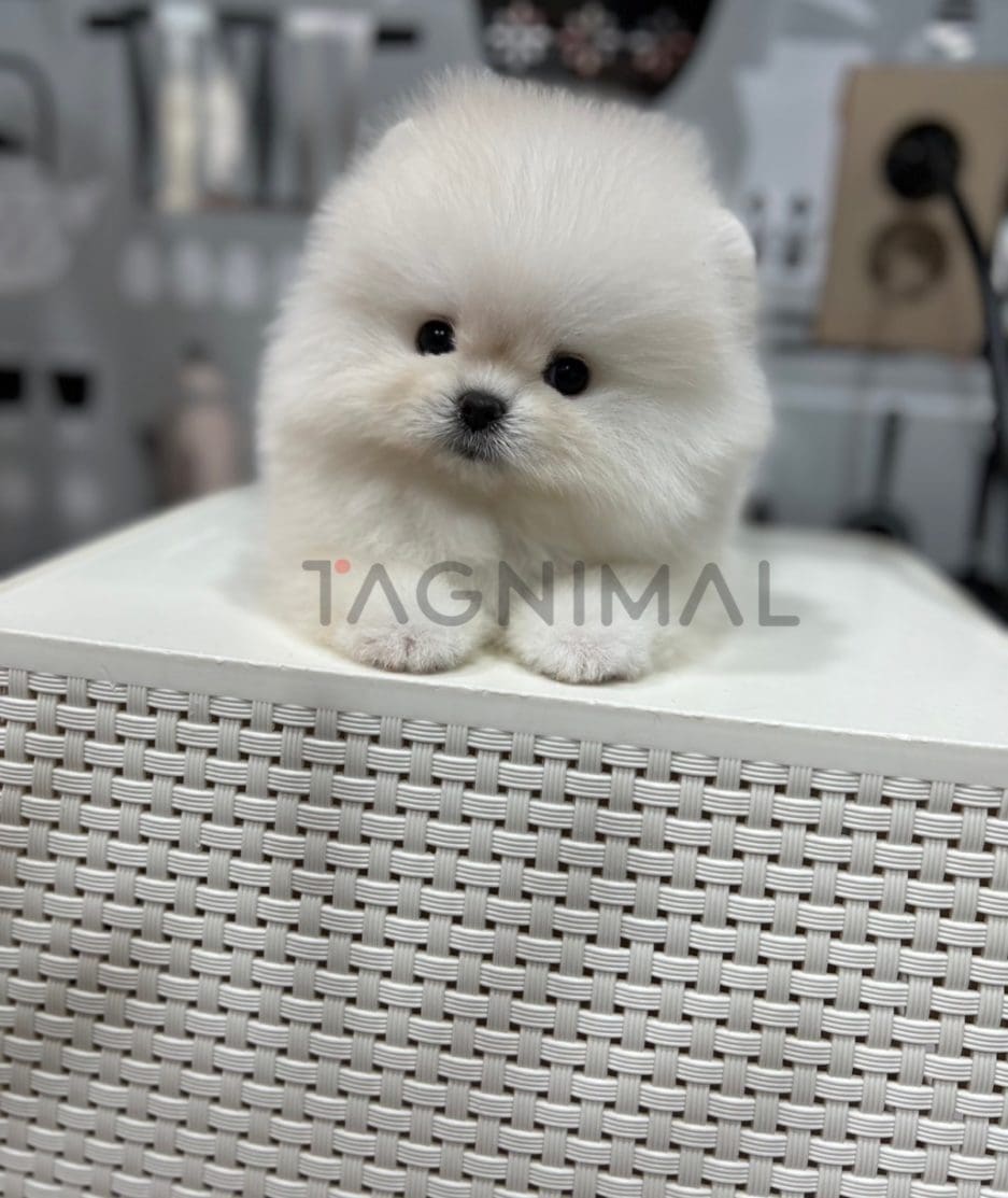 Pomeranian puppy for sale, dog for sale at Tagnimal