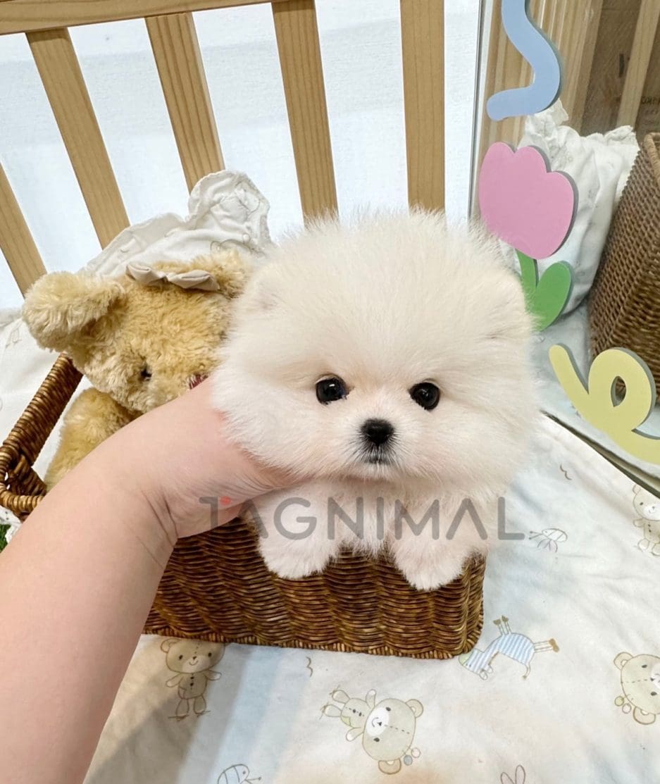 Pomeranian puppy for sale, dog for sale at Tagnimal