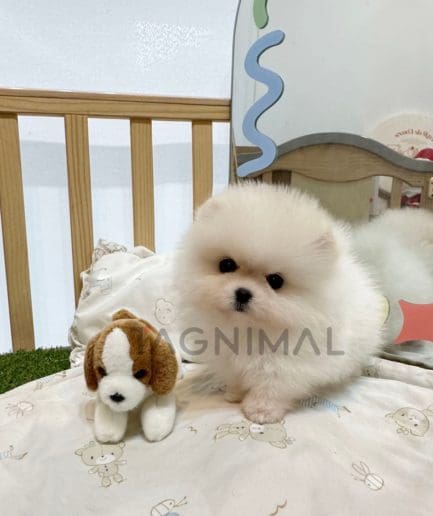 Pomeranian puppy for sale, dog for sale at Tagnimal