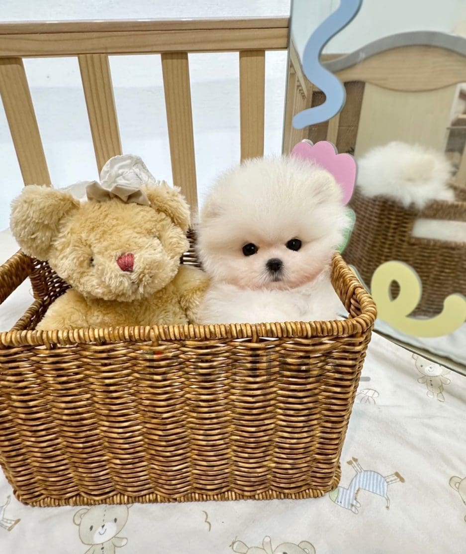 Pomeranian puppy for sale, dog for sale at Tagnimal