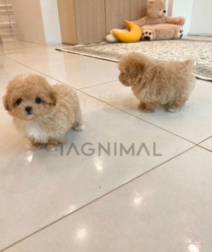 Poodle puppy for sale, dog for sale at Tagnimal