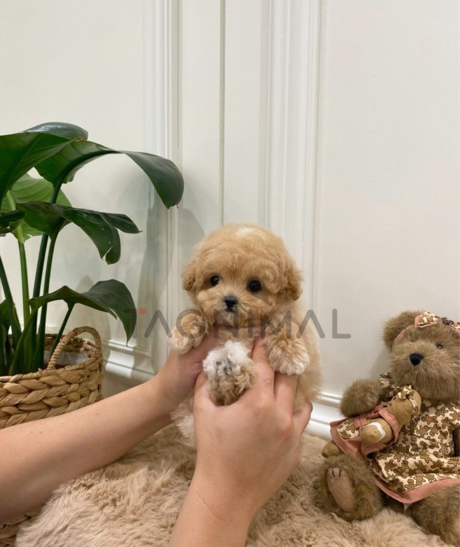 Maltipoo puppy for sale, dog for sale at Tagnimal