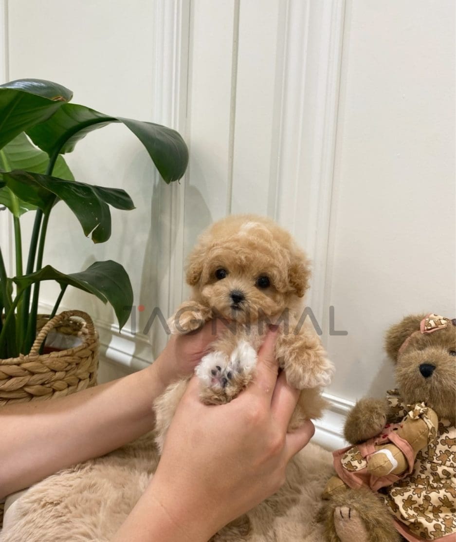 Maltipoo puppy for sale, dog for sale at Tagnimal