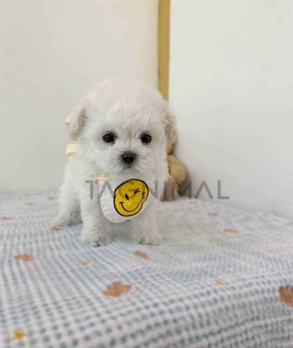 Bichon puppy for sale, dog for sale at Tagnimal