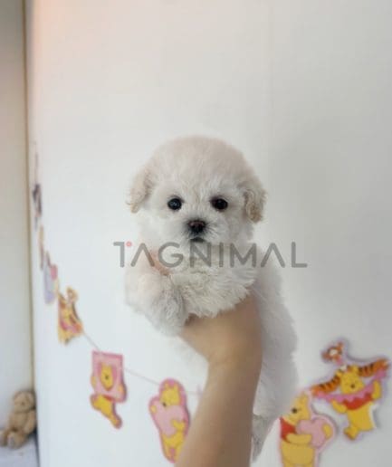 Bichon puppy for sale, dog for sale at Tagnimal