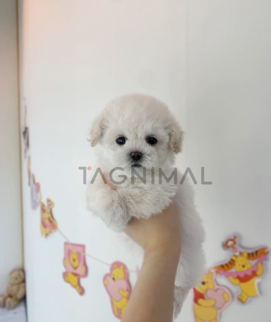 Bichon puppy for sale, dog for sale at Tagnimal