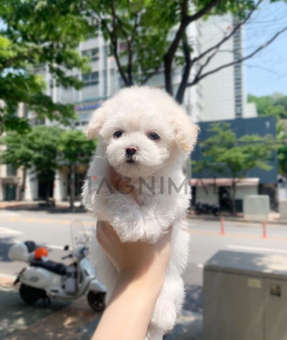 Maltipoo puppy for sale, dog for sale at Tagnimal