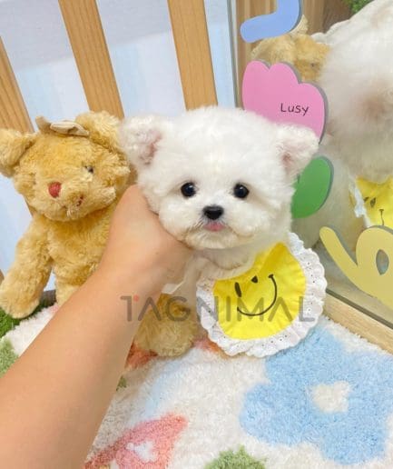 Bichon puppy for sale, dog for sale at Tagnimal