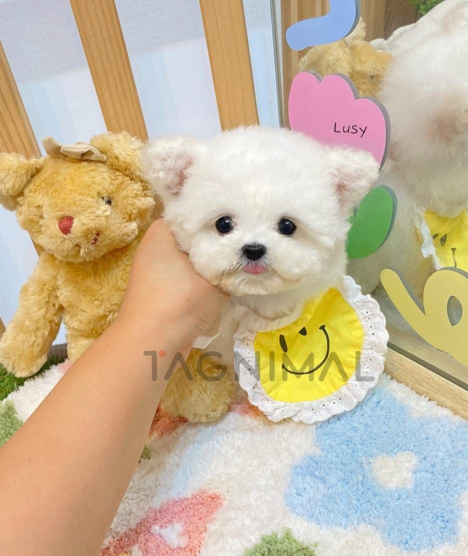 Bichon puppy for sale, dog for sale at Tagnimal