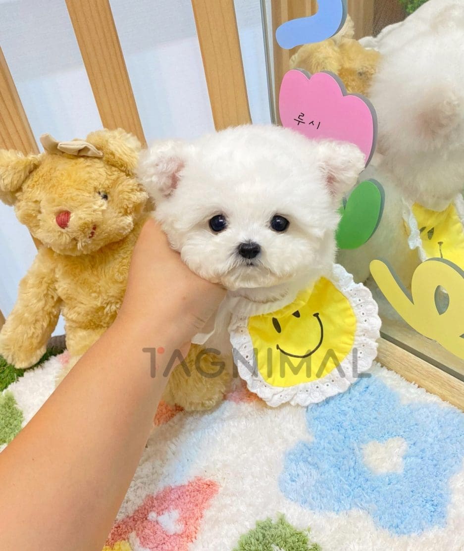 Bichon puppy for sale, dog for sale at Tagnimal