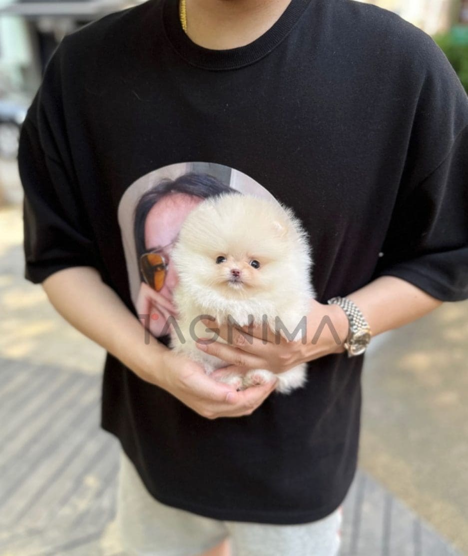 Pomeranian puppy for sale, dog for sale at Tagnimal