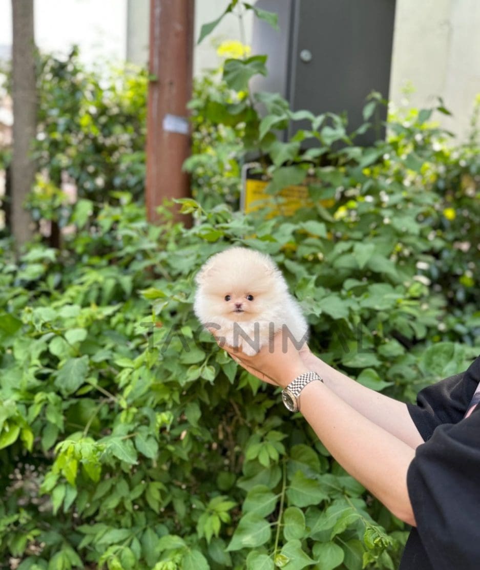 Pomeranian puppy for sale, dog for sale at Tagnimal