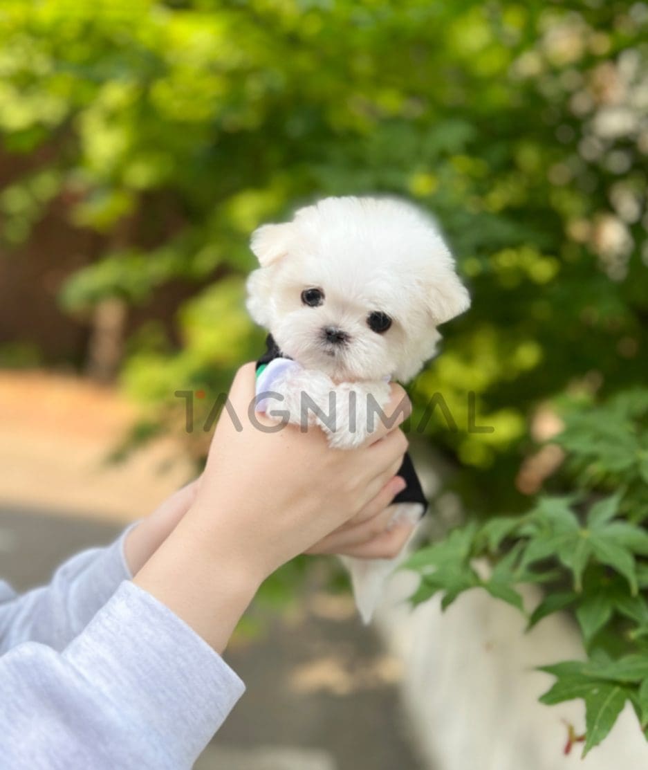 Maltese puppy for sale, dog for sale at Tagnimal