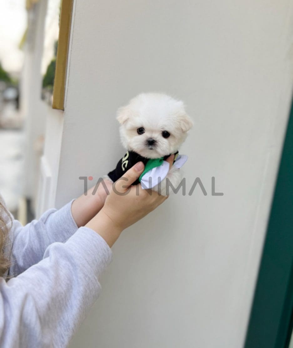 Maltese puppy for sale, dog for sale at Tagnimal