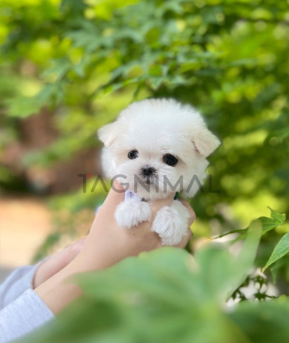 Maltese puppy for sale, dog for sale at Tagnimal