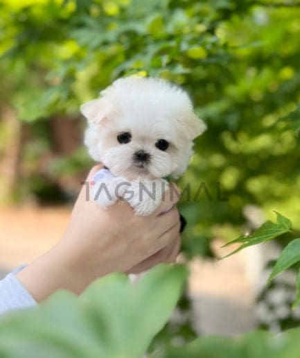 Maltese puppy for sale, dog for sale at Tagnimal