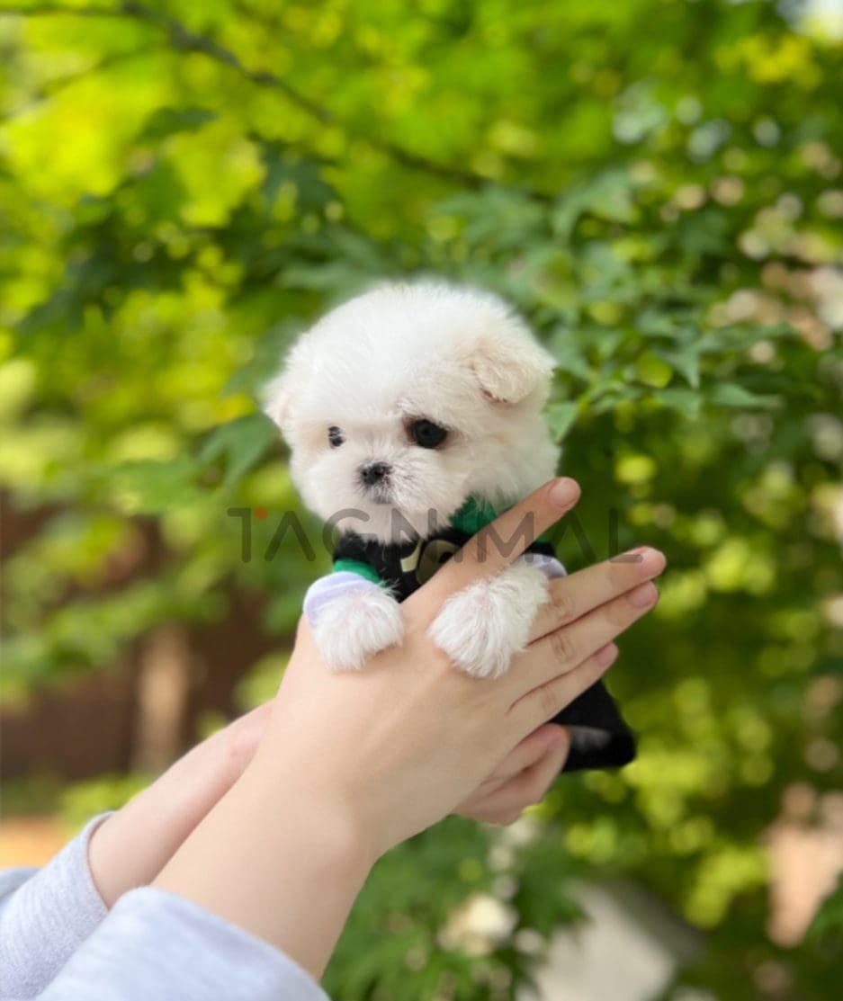 Maltese puppy for sale, dog for sale at Tagnimal