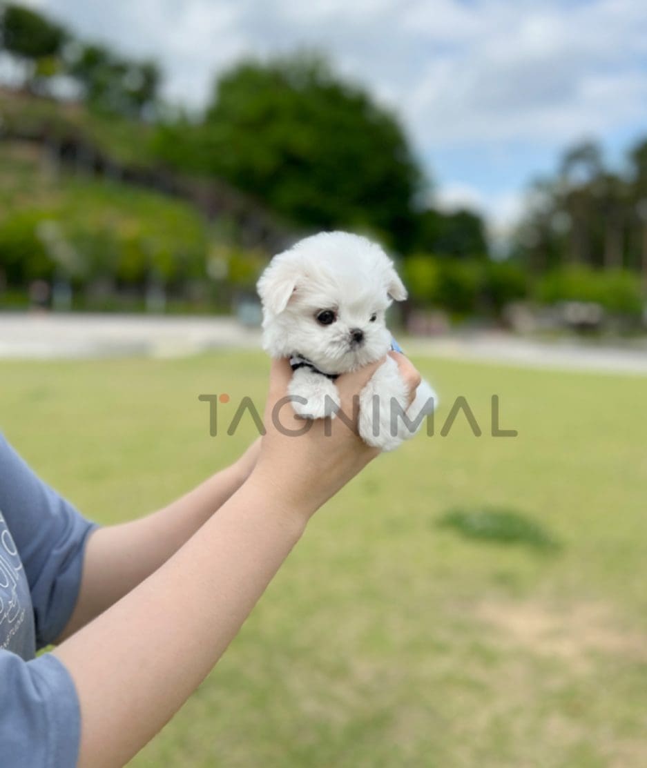 Maltese puppy for sale, dog for sale at Tagnimal