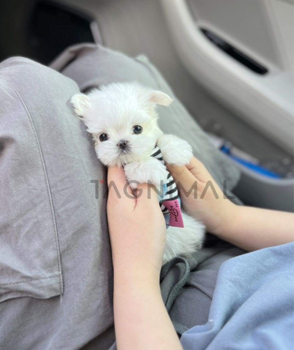 Maltese puppy for sale, dog for sale at Tagnimal