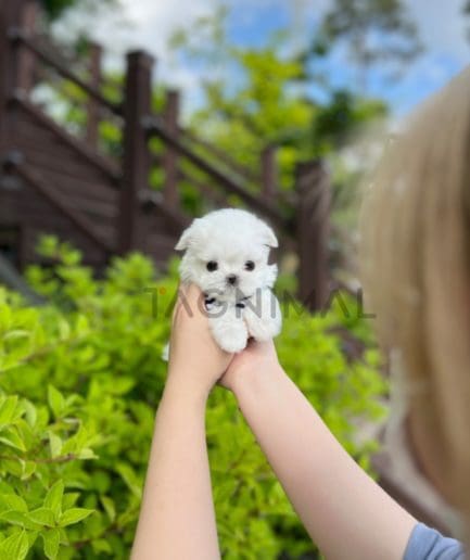 Maltese puppy for sale, dog for sale at Tagnimal