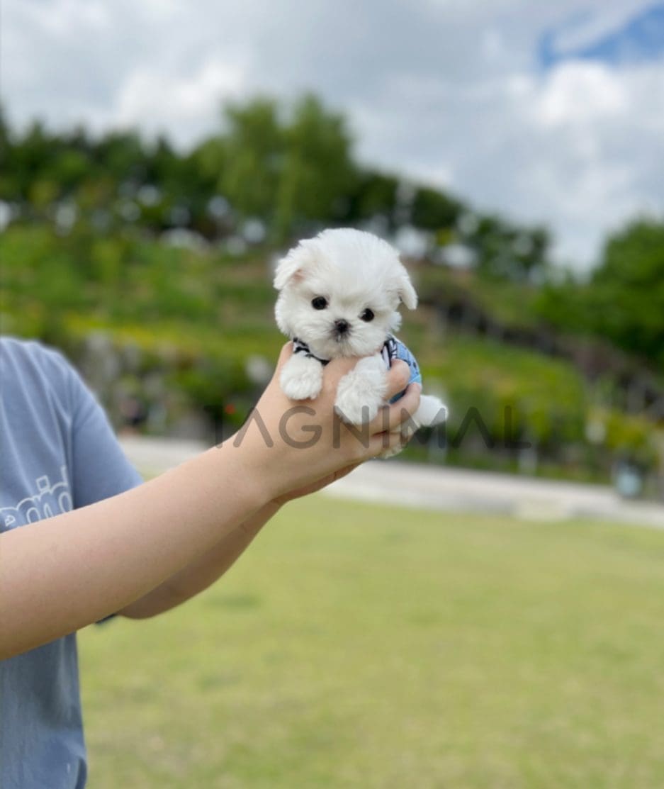 Maltese puppy for sale, dog for sale at Tagnimal