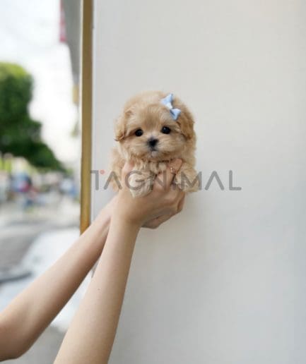 Maltipoo puppy for sale, dog for sale at Tagnimal