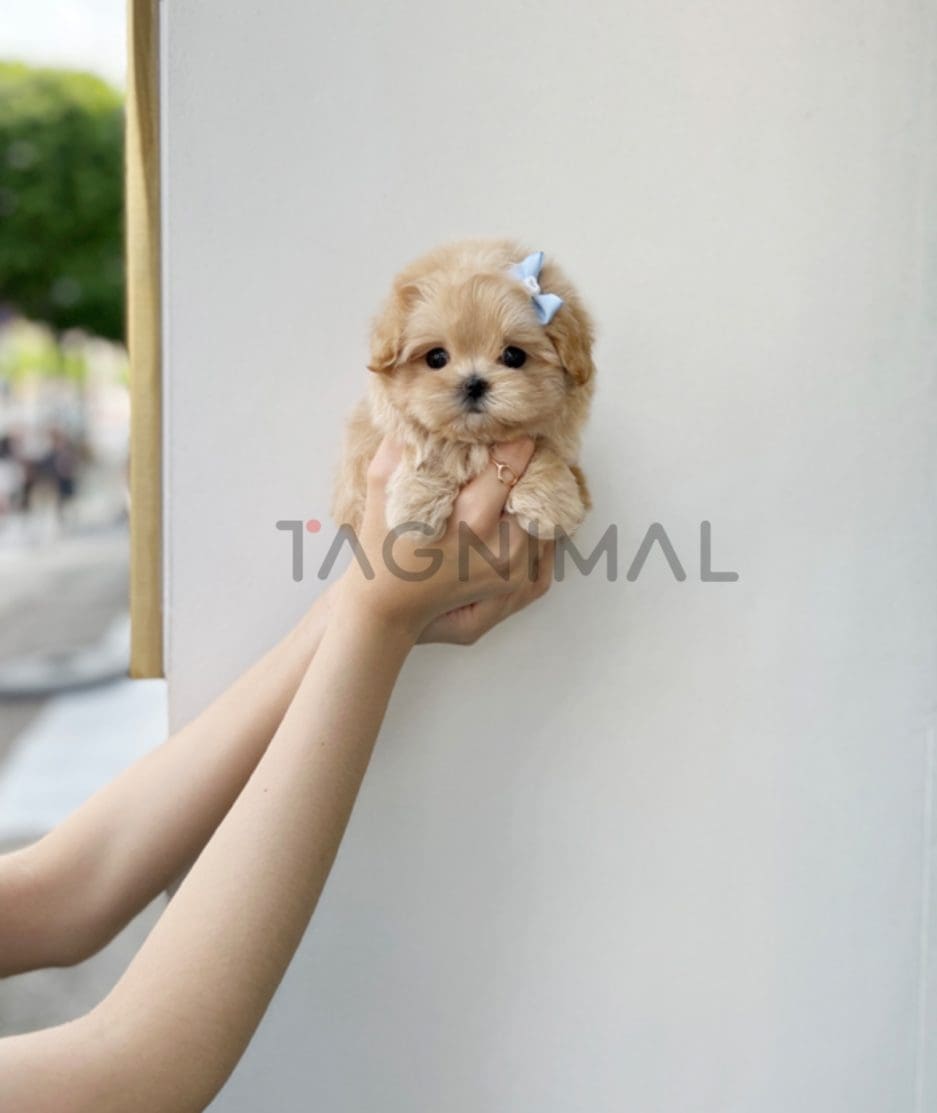 Maltipoo puppy for sale, dog for sale at Tagnimal