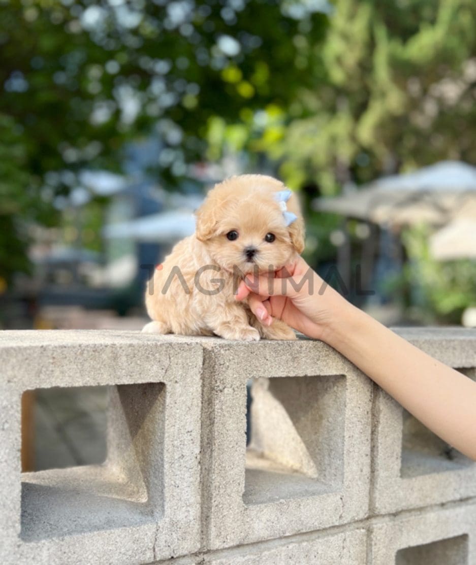 Maltipoo puppy for sale, dog for sale at Tagnimal