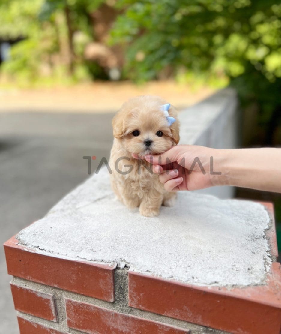 Maltipoo puppy for sale, dog for sale at Tagnimal