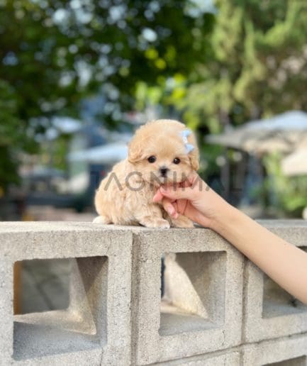 Maltipoo puppy for sale, dog for sale at Tagnimal