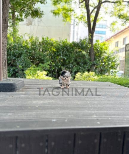 Pomeranian puppy for sale, dog for sale at Tagnimal