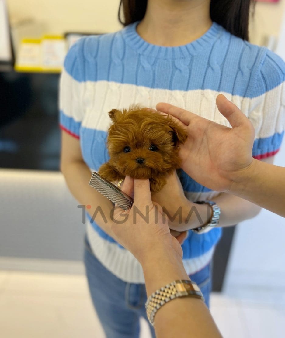 Maltipoo puppy for sale, dog for sale at Tagnimal