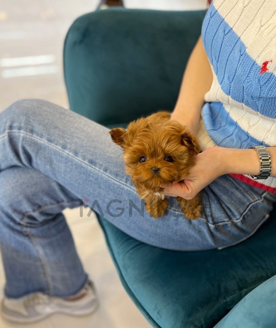 Maltipoo puppy for sale, dog for sale at Tagnimal