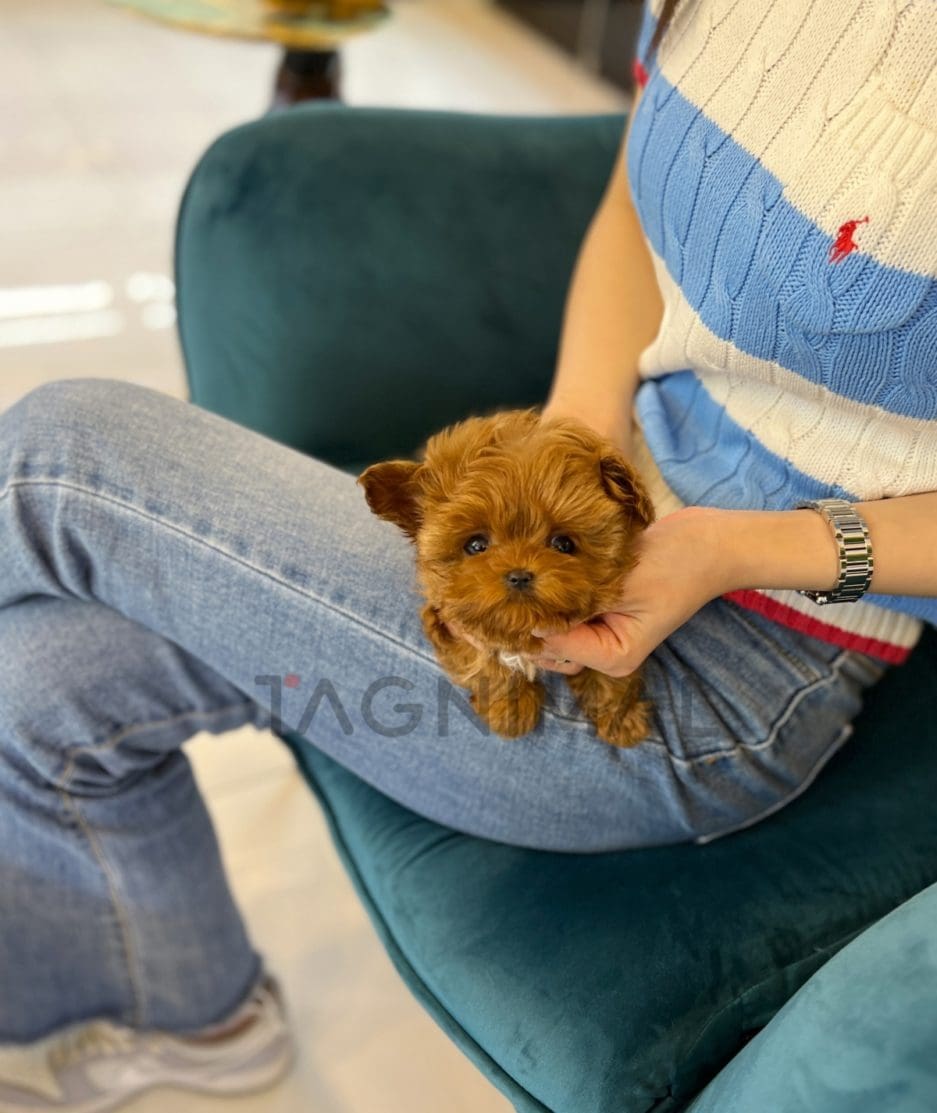 Maltipoo puppy for sale, dog for sale at Tagnimal