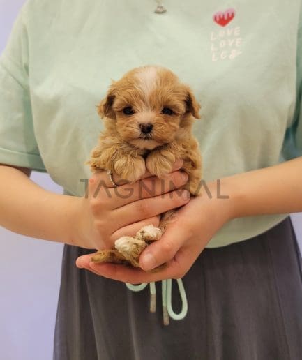 Maltipoo puppy for sale, dog for sale at Tagnimal