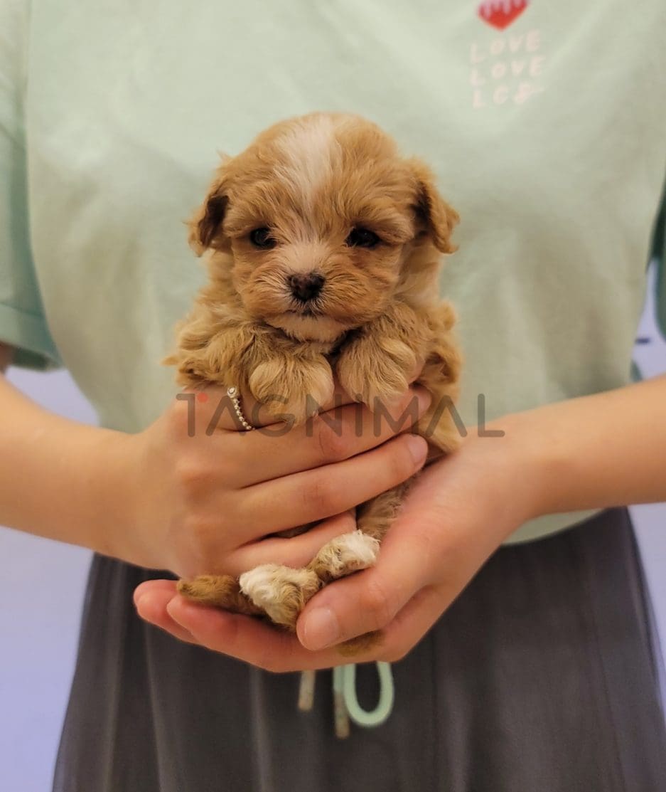 Maltipoo puppy for sale, dog for sale at Tagnimal