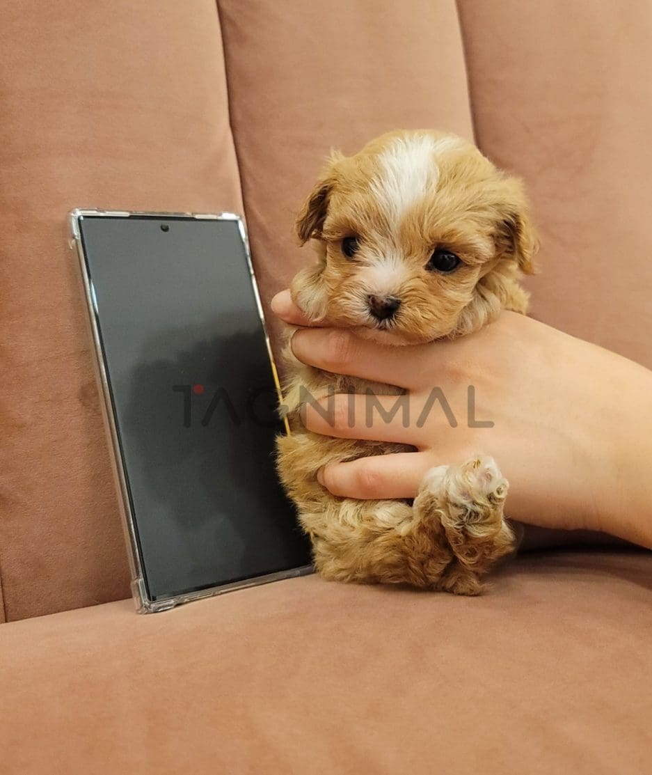 Maltipoo puppy for sale, dog for sale at Tagnimal