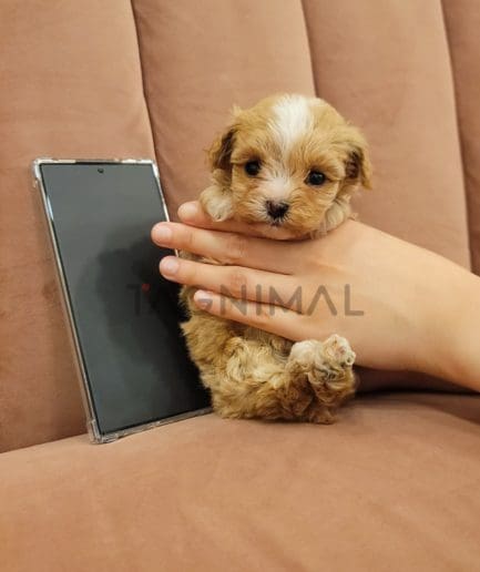 Maltipoo puppy for sale, dog for sale at Tagnimal