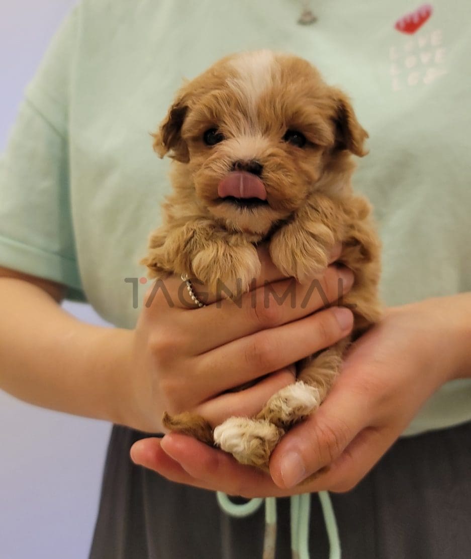 Maltipoo puppy for sale, dog for sale at Tagnimal