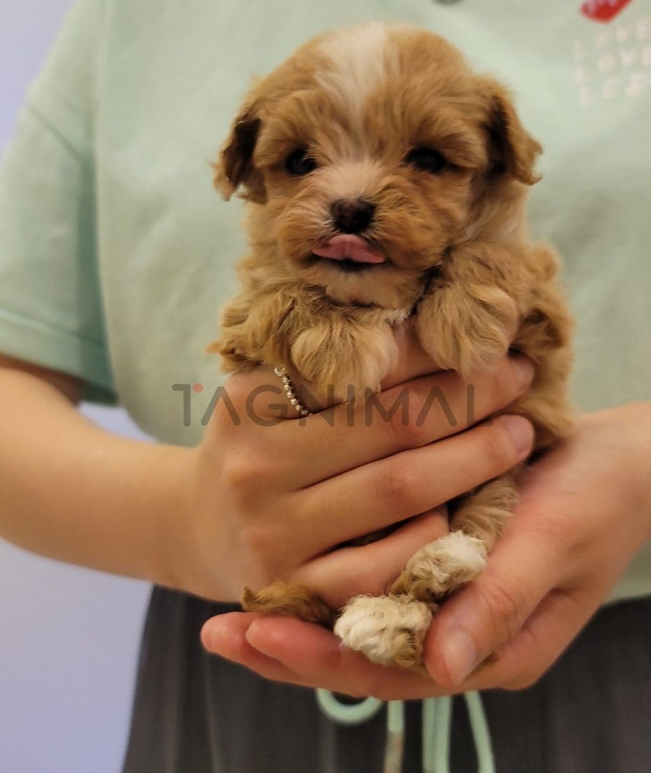 Maltipoo puppy for sale, dog for sale at Tagnimal