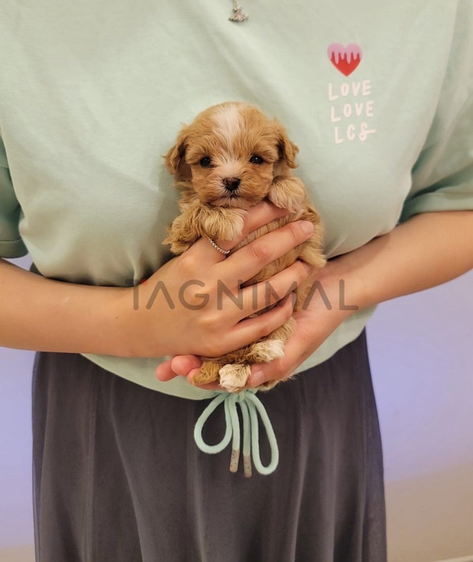 Maltipoo puppy for sale, dog for sale at Tagnimal