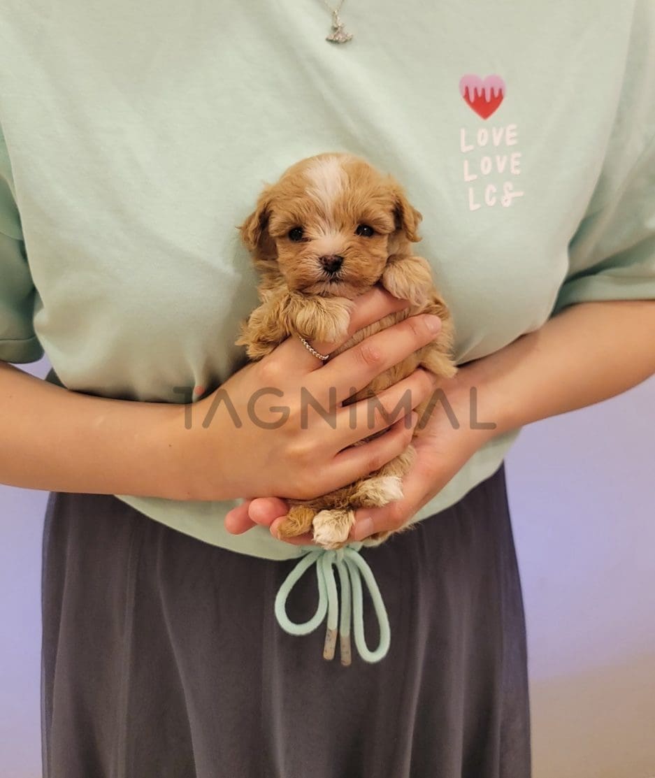 Maltipoo puppy for sale, dog for sale at Tagnimal