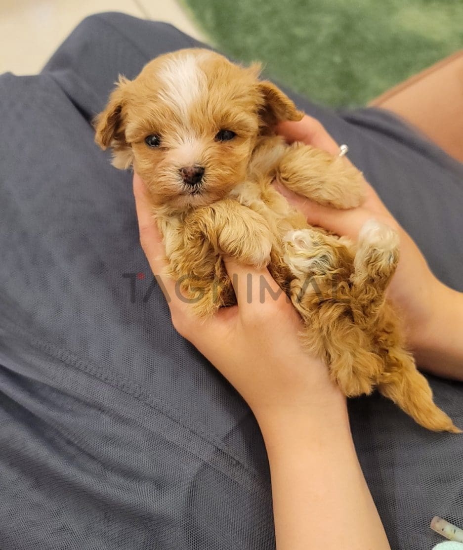 Maltipoo puppy for sale, dog for sale at Tagnimal