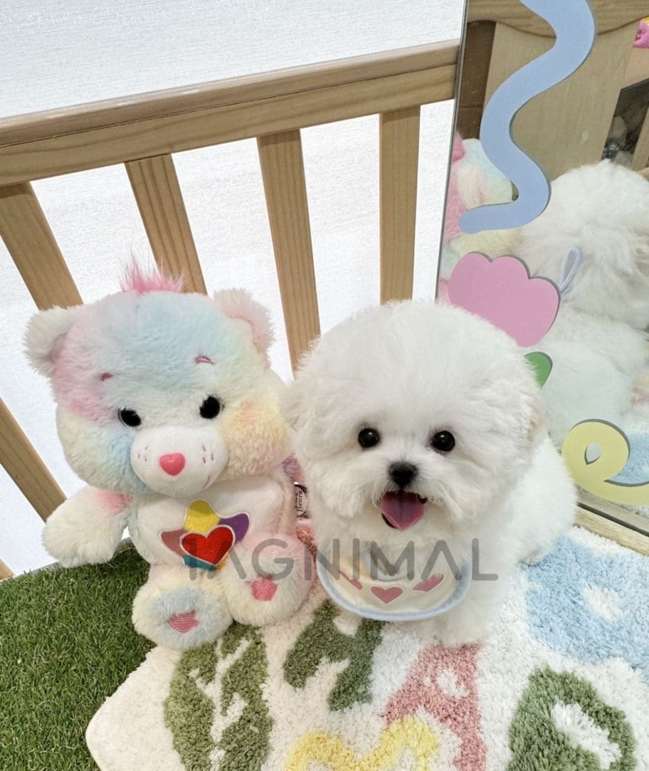 Bichon puppy for sale, dog for sale at Tagnimal